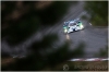 Dyson Racing-ALMS