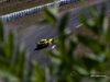 Jan Magnussen|Antonio Garcia-Corvette Racing